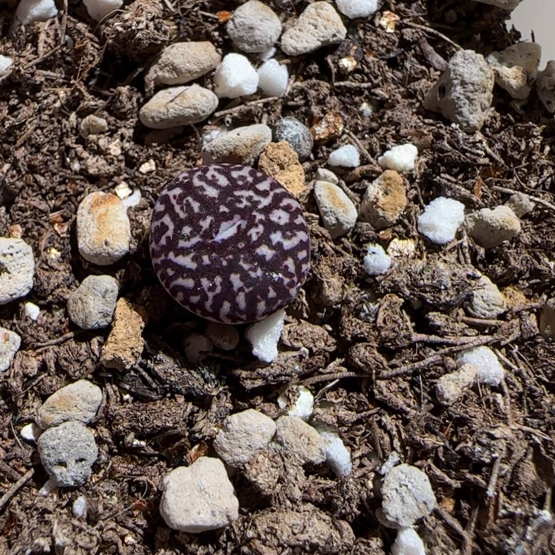 *****肉锥多肉植物组合-1207