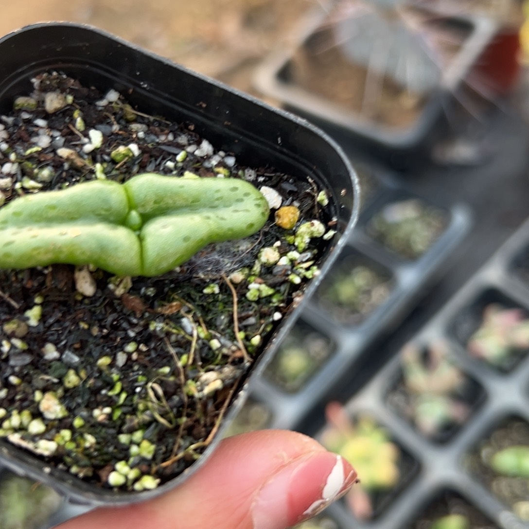 多肉植物多肉植物