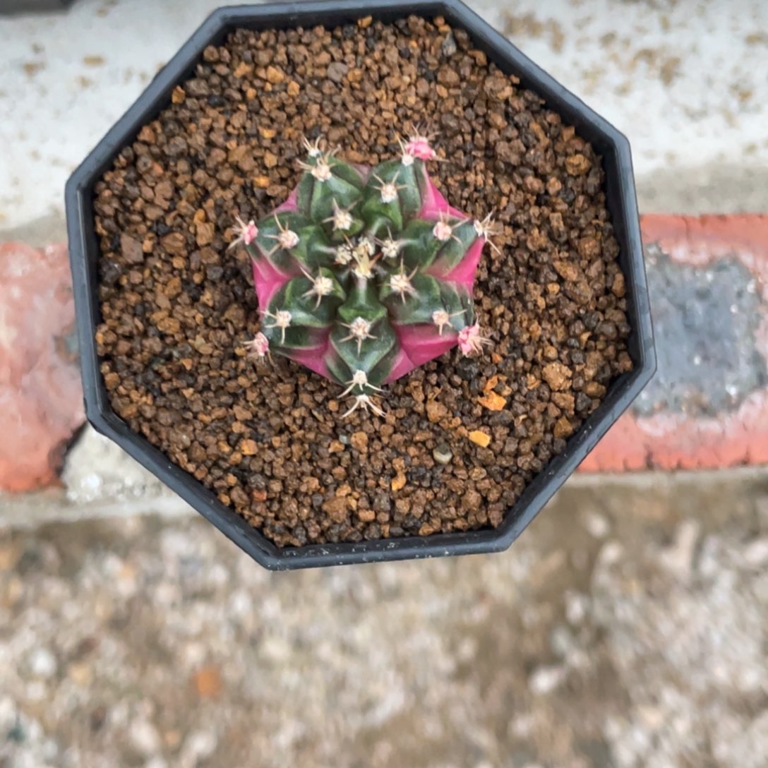 ****给当前无花朵，栽培后可花朵