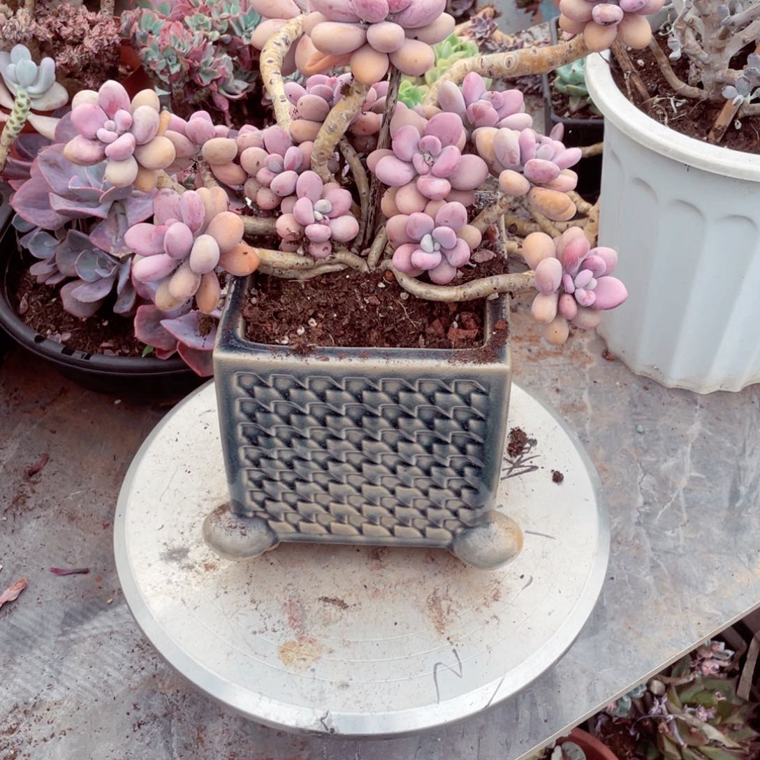 ****琴桃蛋带盆，多肉植物