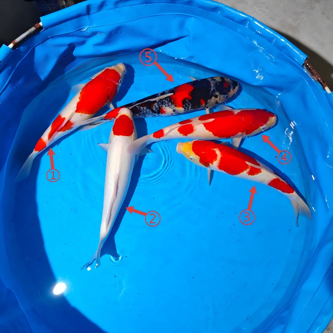 鲤物甄选  血统精品锦鲤 盆照编号自选 顺丰包邮到家 40-45CM