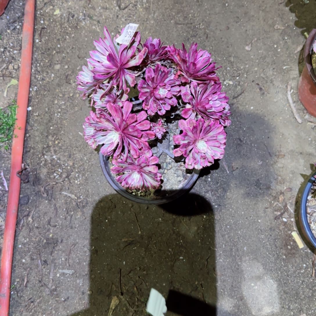 仙魔法师多肉092