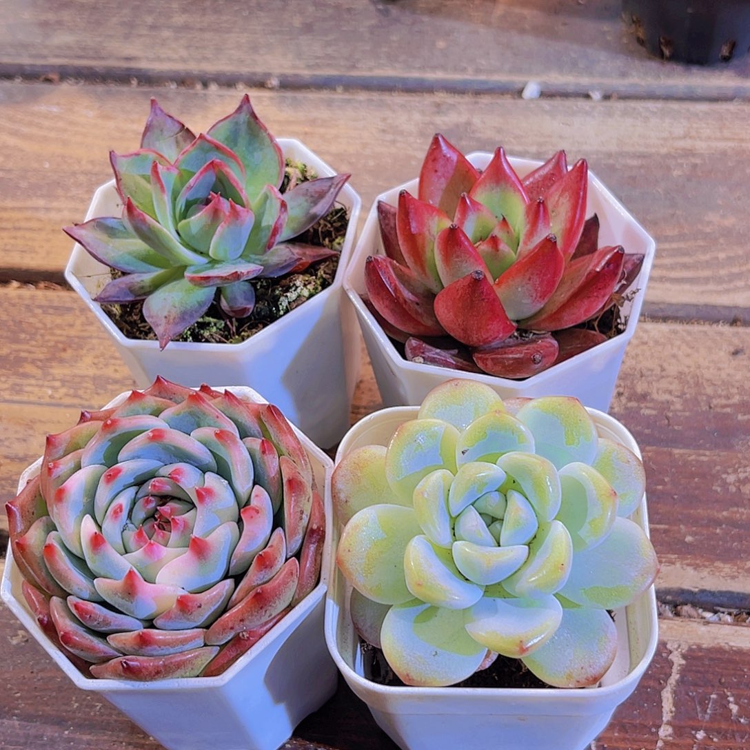 惊鸿。冰玉单 吉娃娃 罗卡