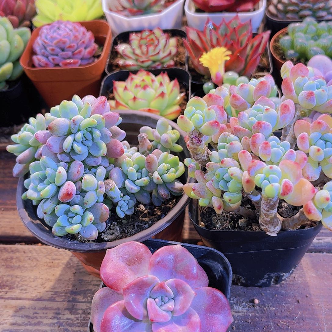 大劳尔➕罗琦带香味➕紫乐