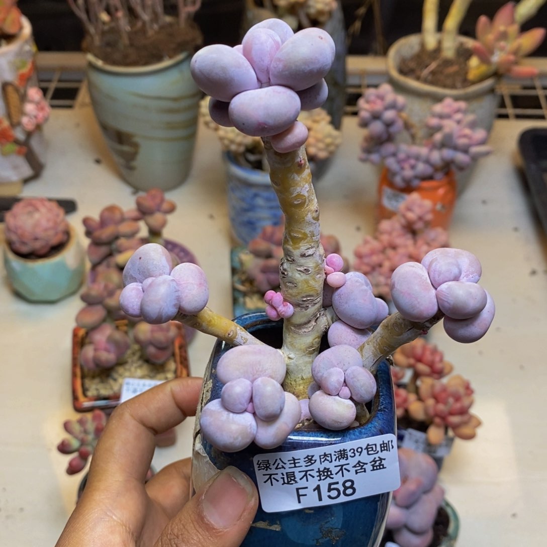 心****师158芭比奶多肉8c m