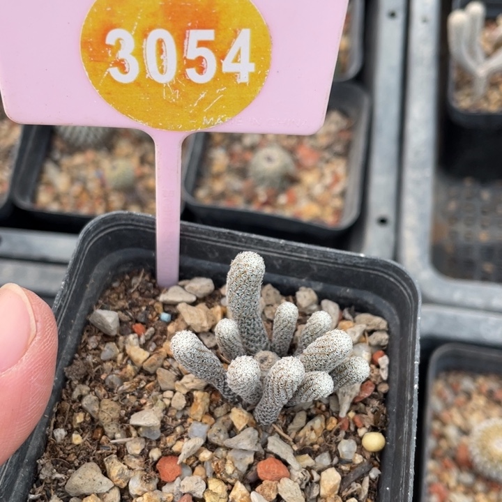 m***n实生迷你穆师30540000000