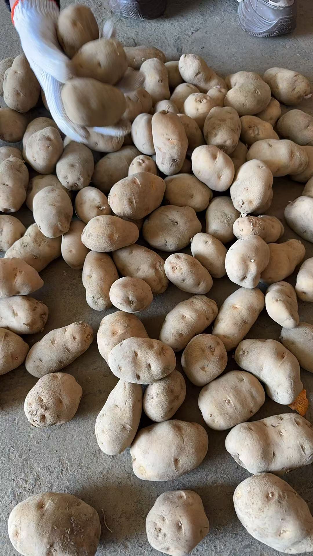 正宗恩施马尔科黄心土豆