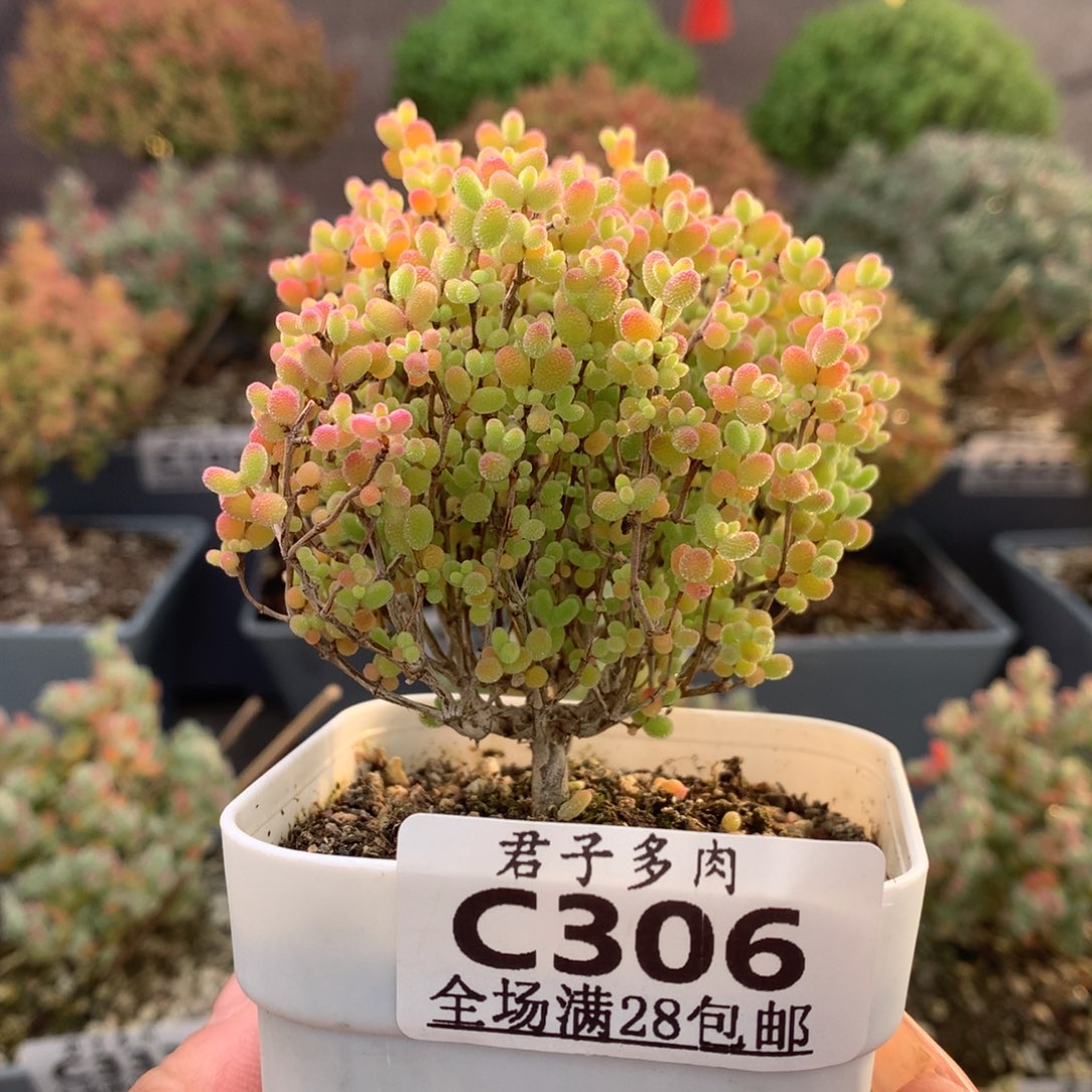 c306蜜橘糖球枝干番杏