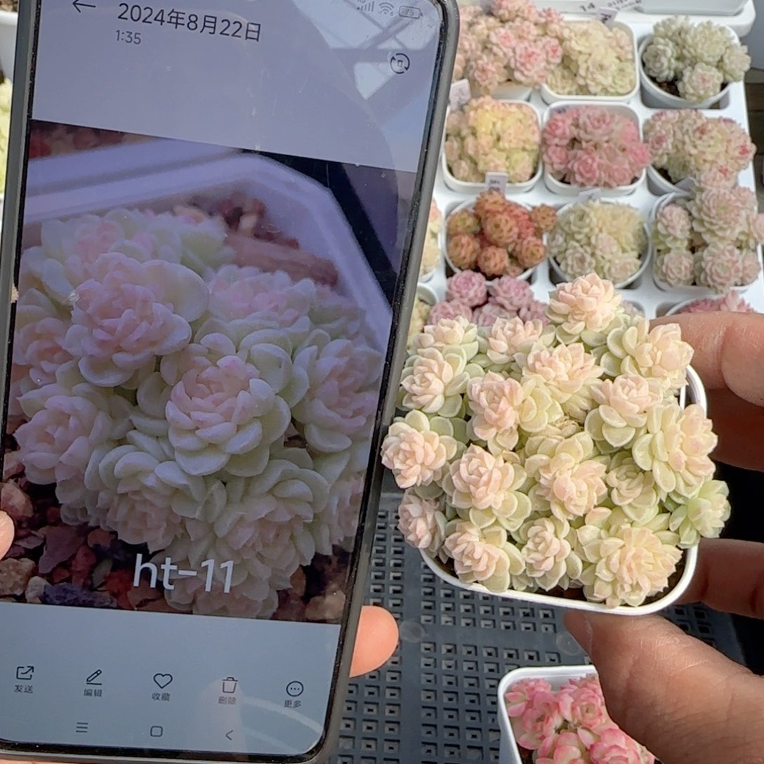 小*【闪购商品】0123-84（ht-11）