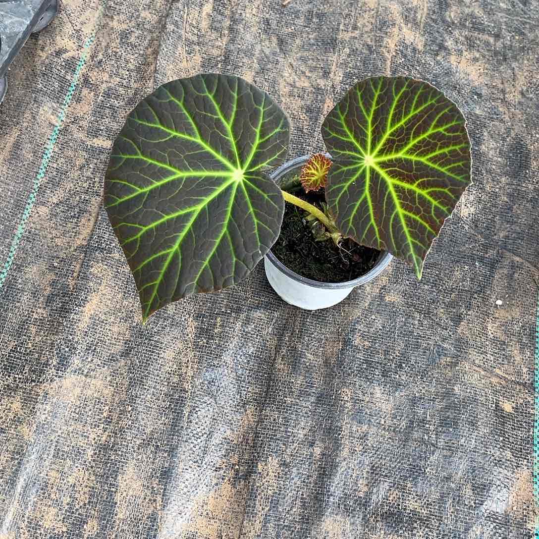 无花朵绿洲秋海棠上海