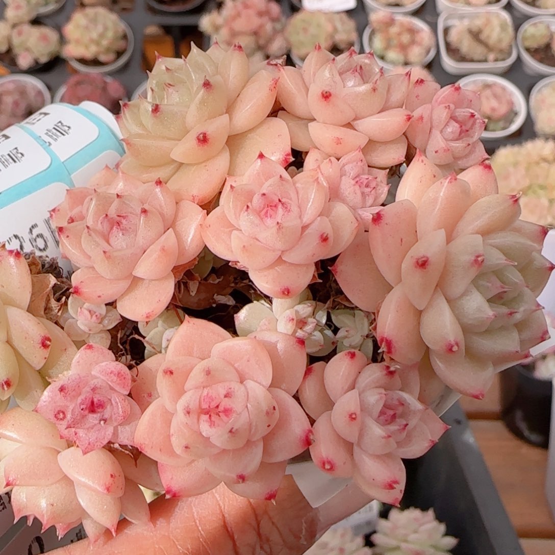 花语多肉1226-245散