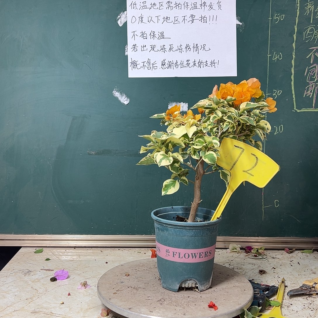 完全开放金边黄 72