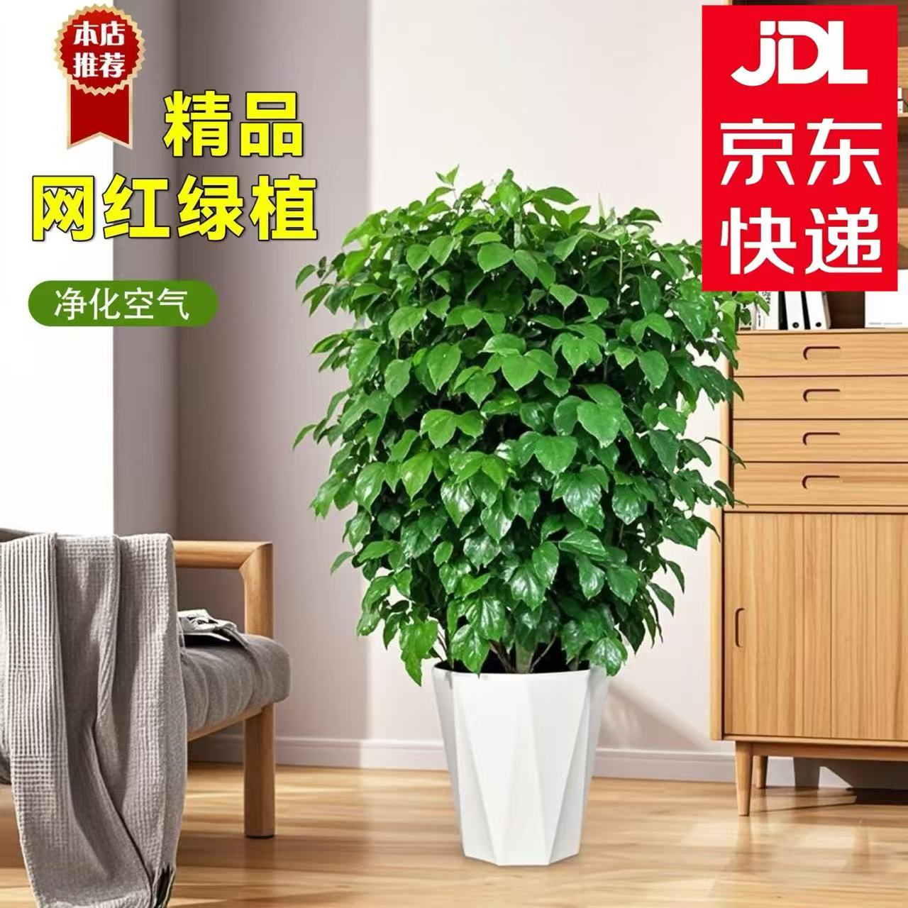 【京东送货上门】1.2-1.4米丛生幸福树盆栽室内绿植四季常青好养活