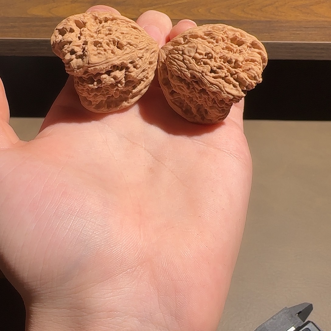 核桃42尺天使南疆