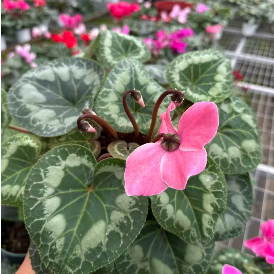 仙客来（哈里奥HD火焰纹）带花带花苞140盆