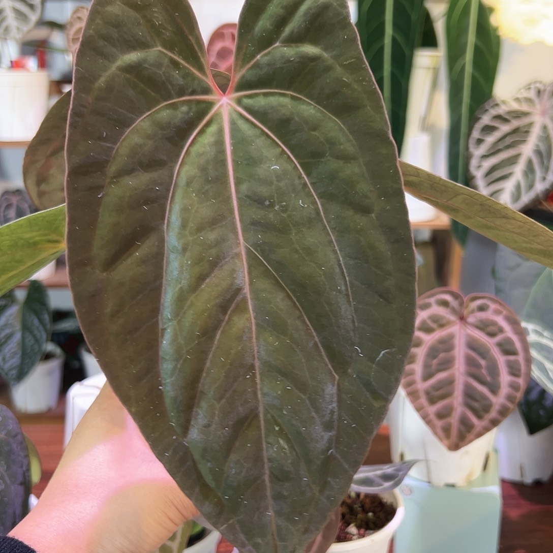 无花朵梅子酱花烛277