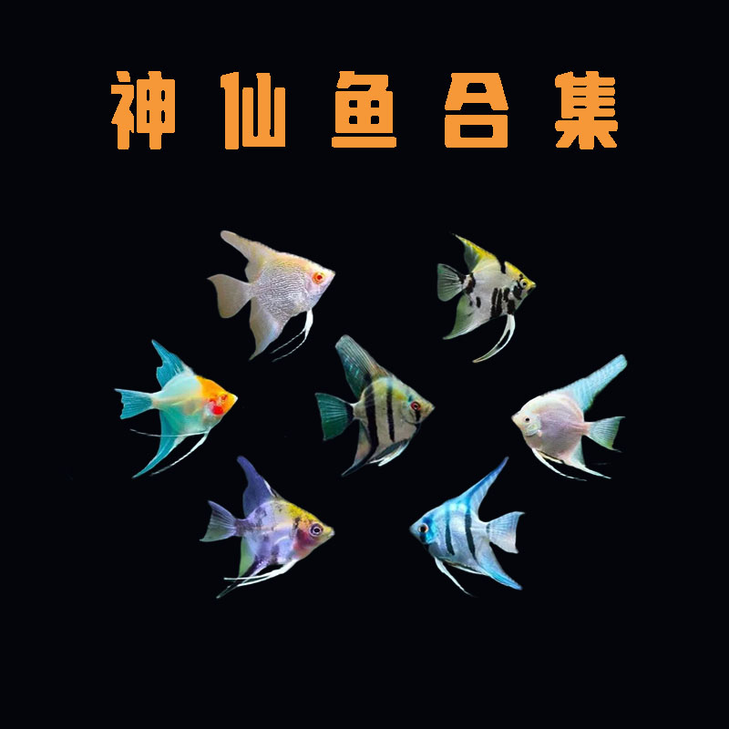 【神仙鱼组合直播自选】熊猫燕鱼蓝魔斑马金仙燕鱼好养活热带观赏鱼