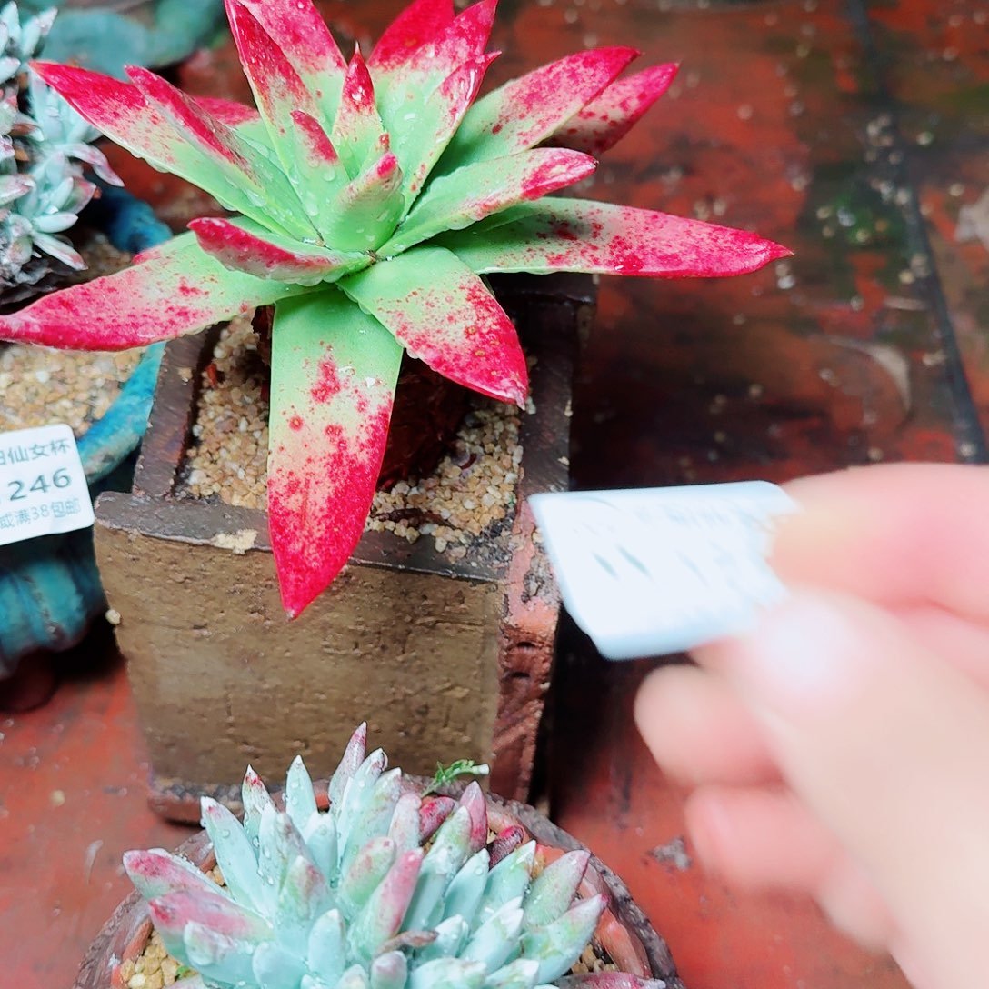 1247两颗一起多肉