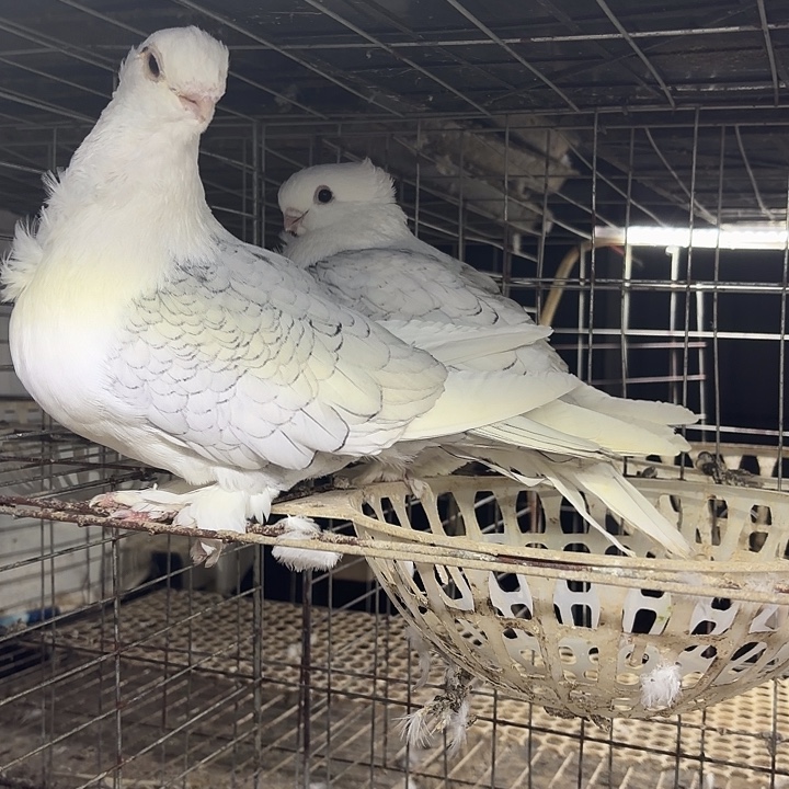 肉鸽乳鸽一对中国大陆包装肉鸽乳鸽一对