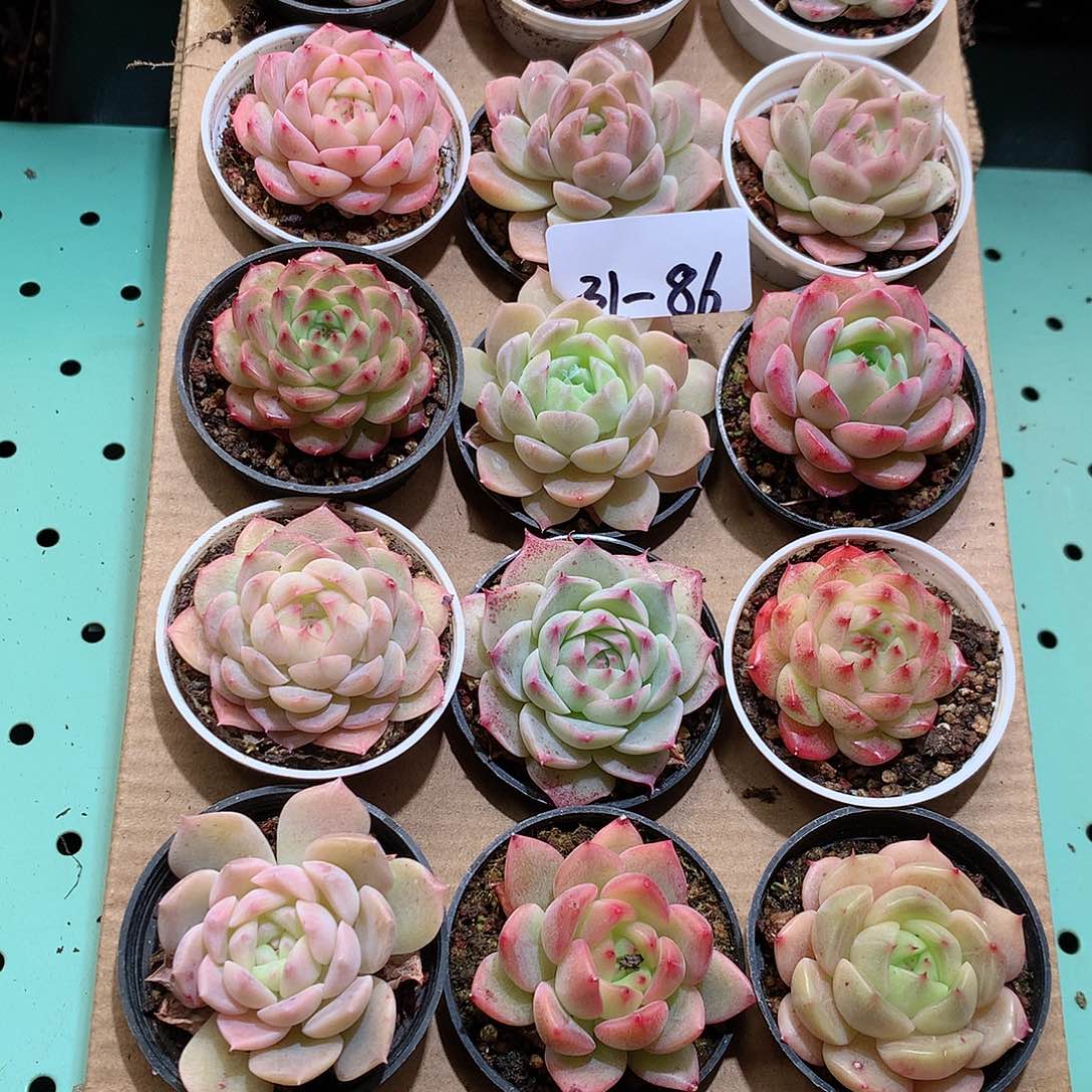 31-86一物一拍带盆18颗