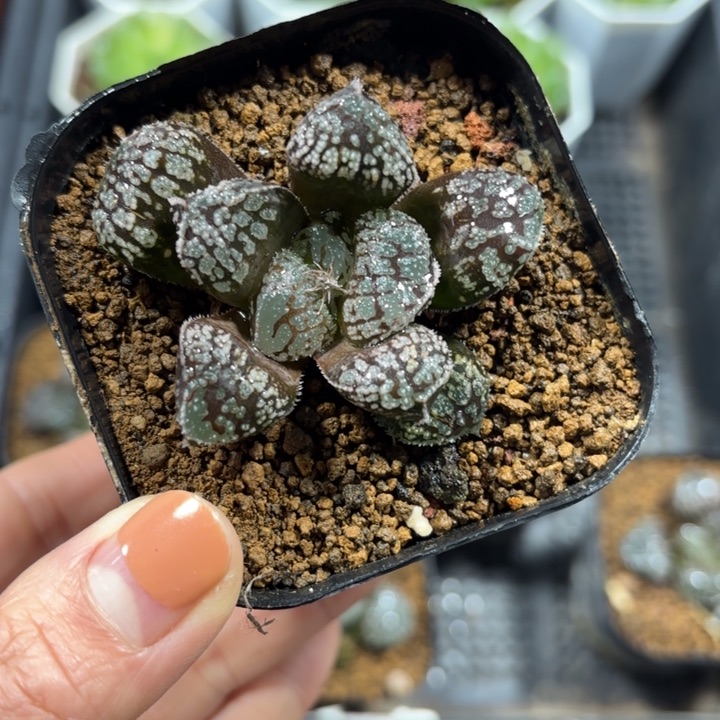 魔多寿多肉植物植物