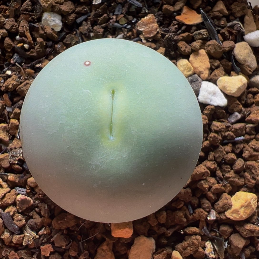 *****2.1厘米鸽子蛋母本多肉植物