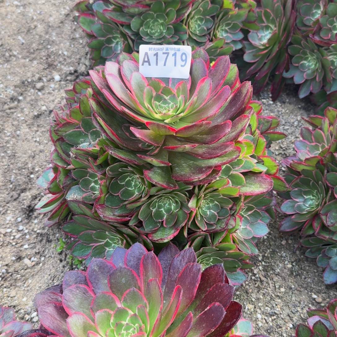 1719粉花妖多肉植物