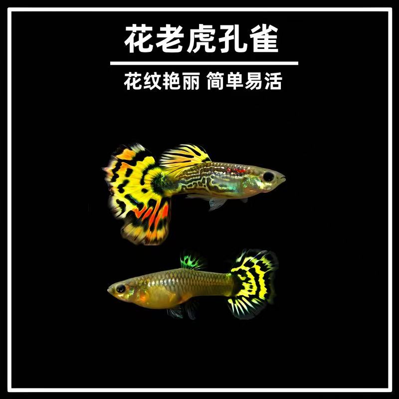 【渔场直销】纯种花老虎孔雀鱼耐活凤尾好养热带观赏淡水小型热带鱼