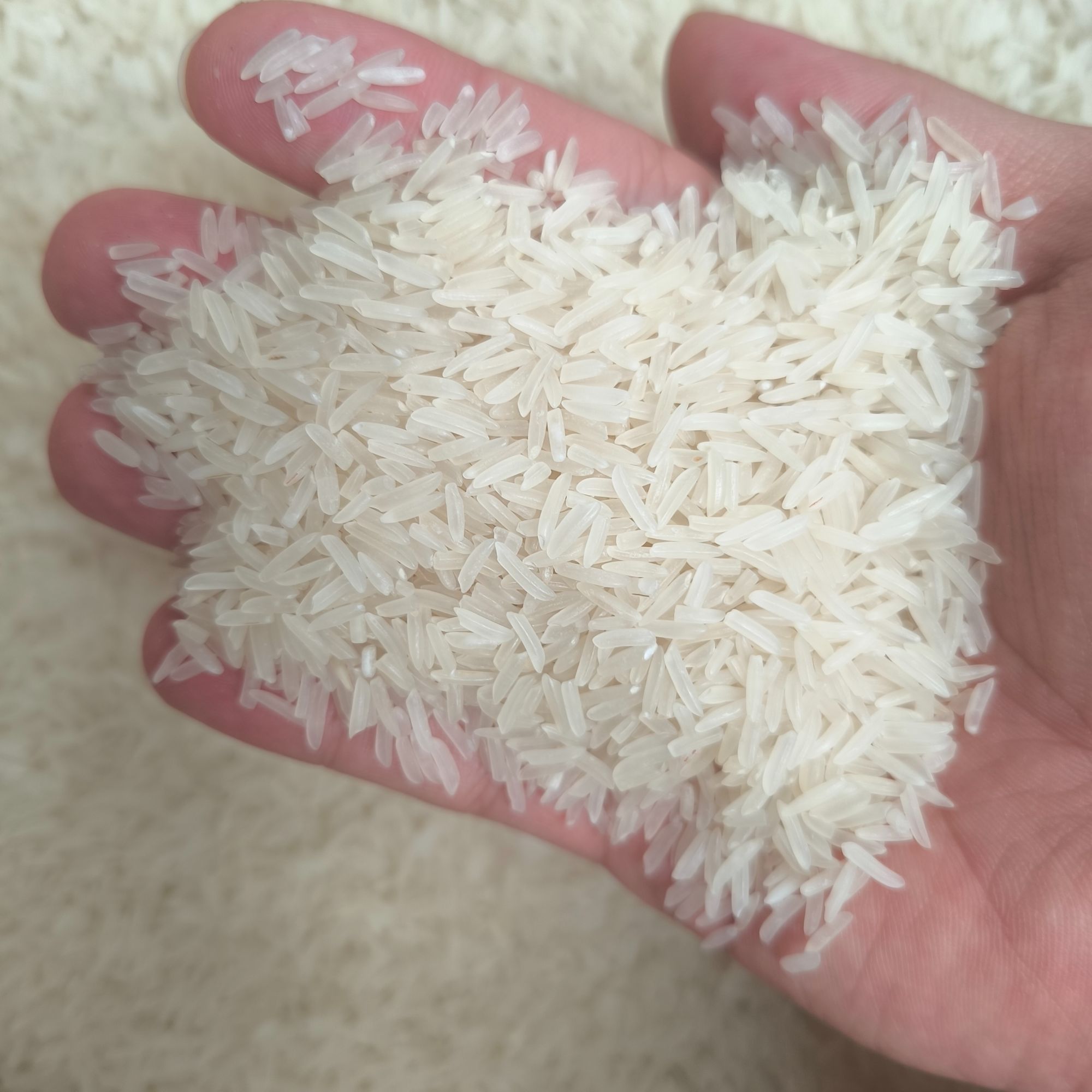 潮汕惠来本地农家新鲜象牙米