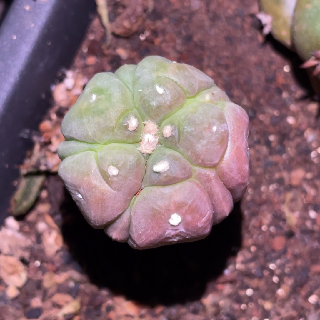 无花朵海星体 五副棱兜