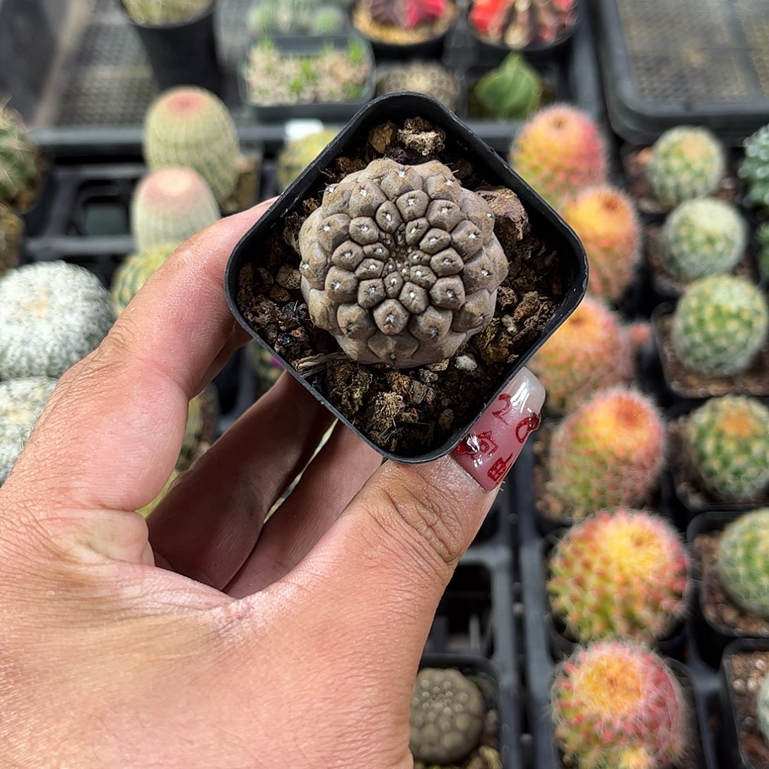 蜥蜴皮单头发货单头发