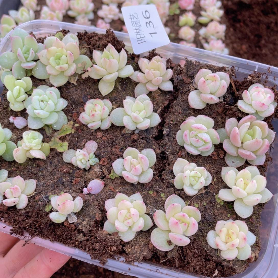 多肉植物多肉植物136