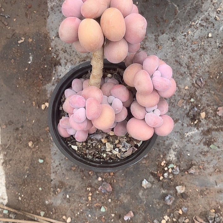 石***开发挥菲菲发挥过官方出出汗户籍