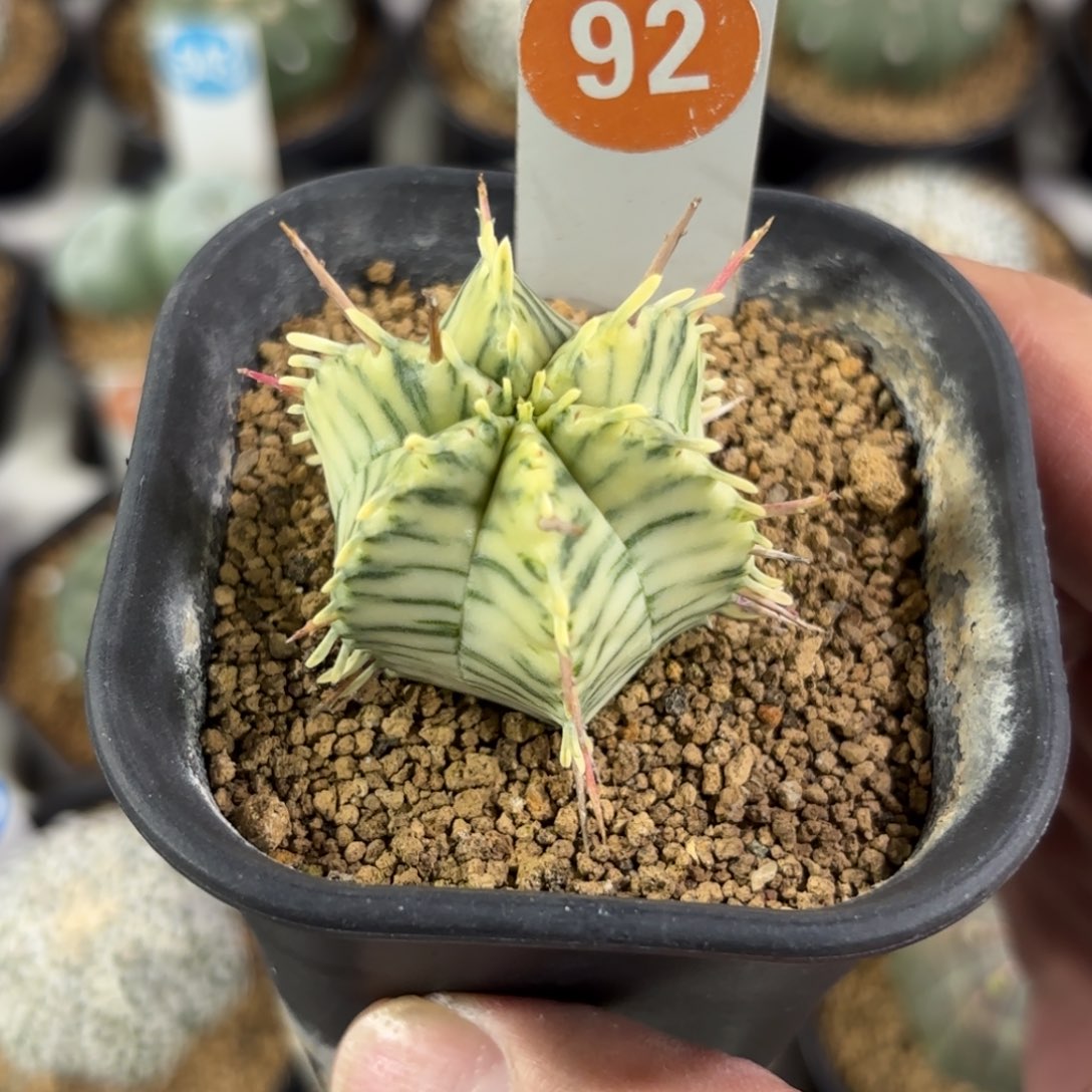 92斑马魁伟玉锦带盆带土发货