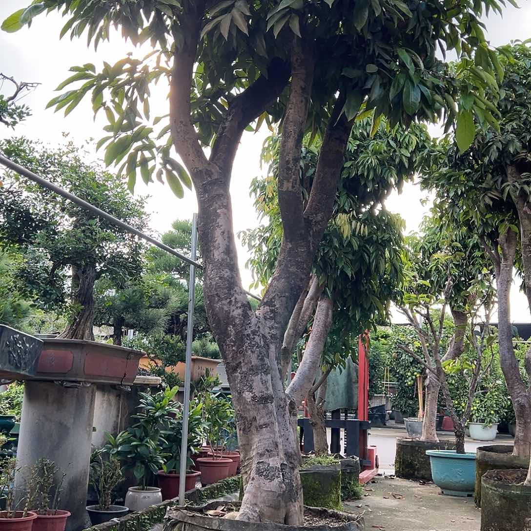 雪***飞完全开放果树果树果树1111111