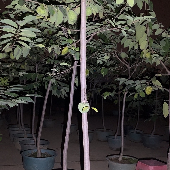 习***习无花朵11233322222233325555556655544566888745554455