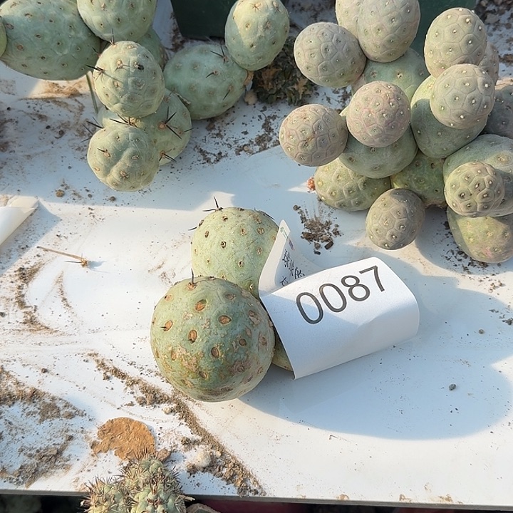 白皮洞洞习志野0087