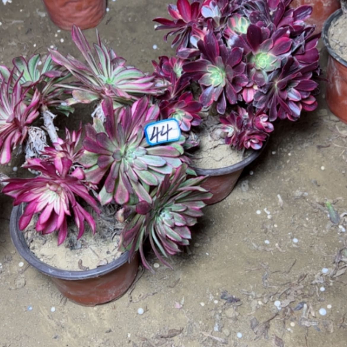 【闪购商品】多肉植物处理不售后砍过44