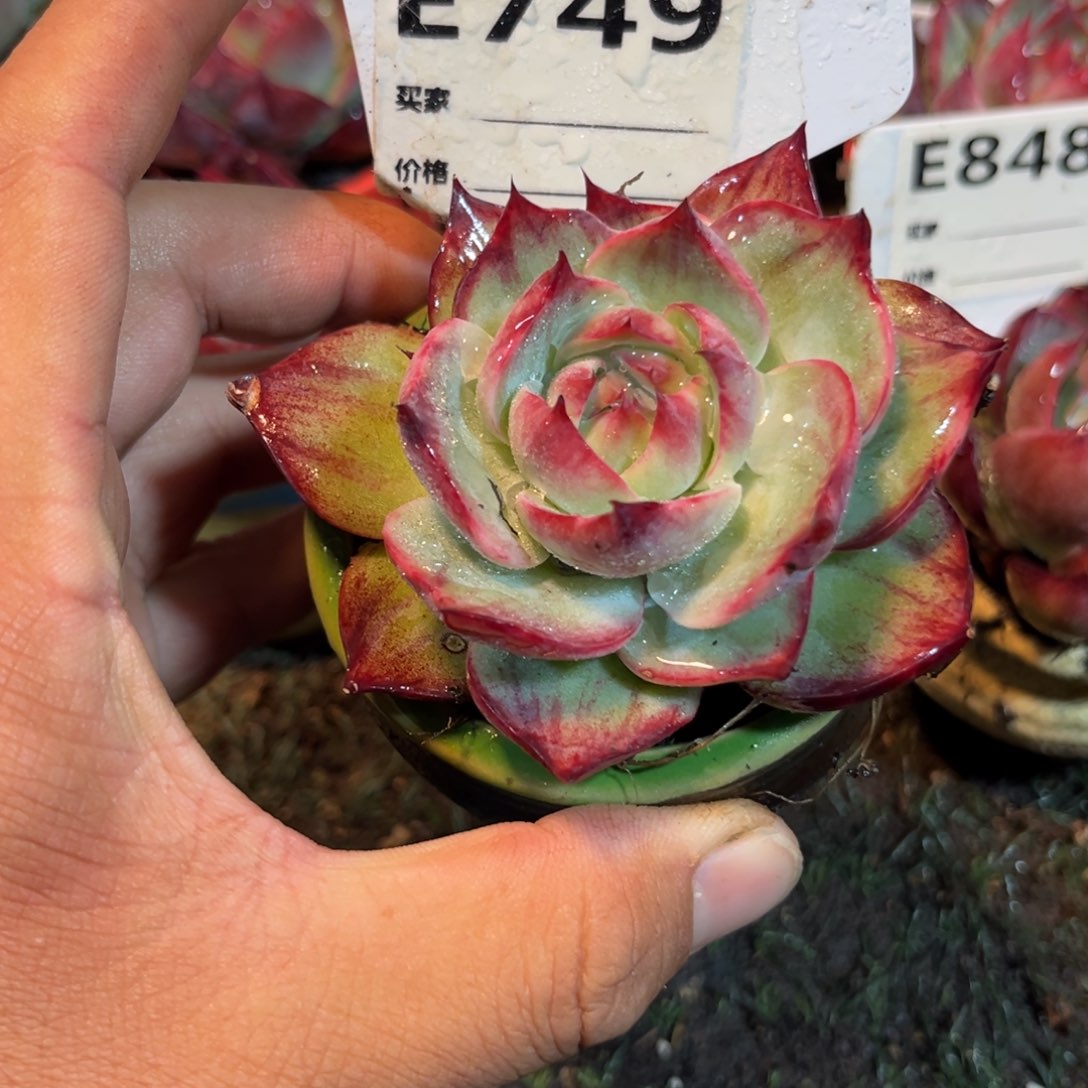 龍****我惊鸿一瞥749号多肉