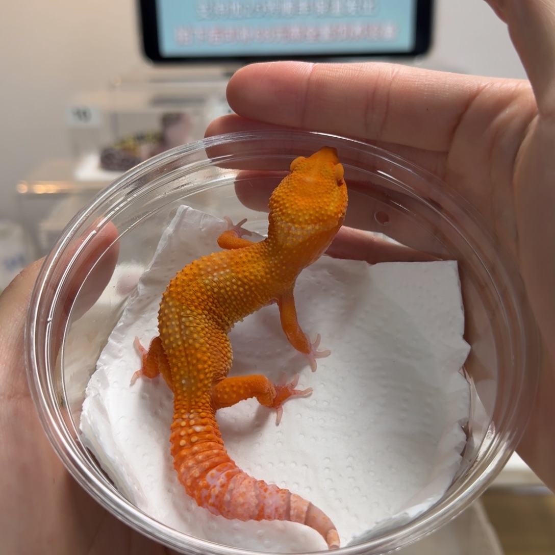 豹纹守宫贝尔蜜桔妹妹