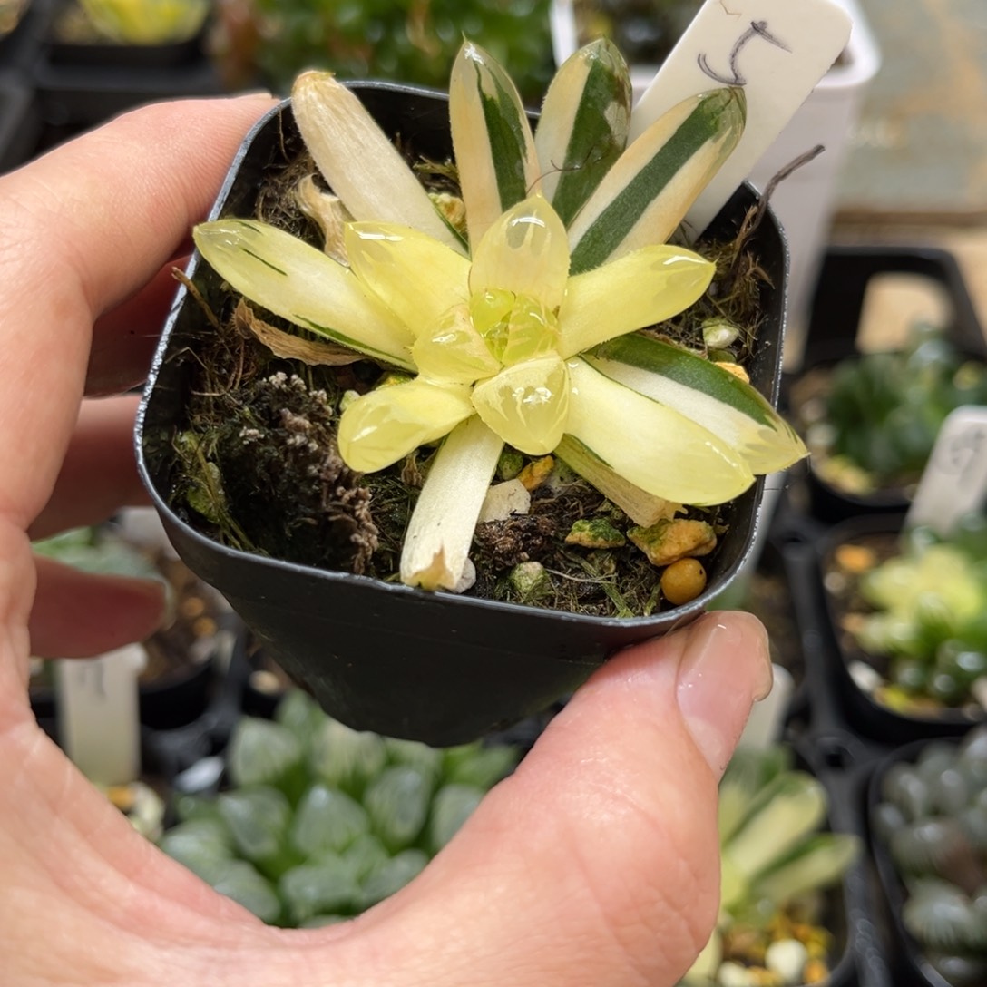 5花水晶玉露锦一物一拍