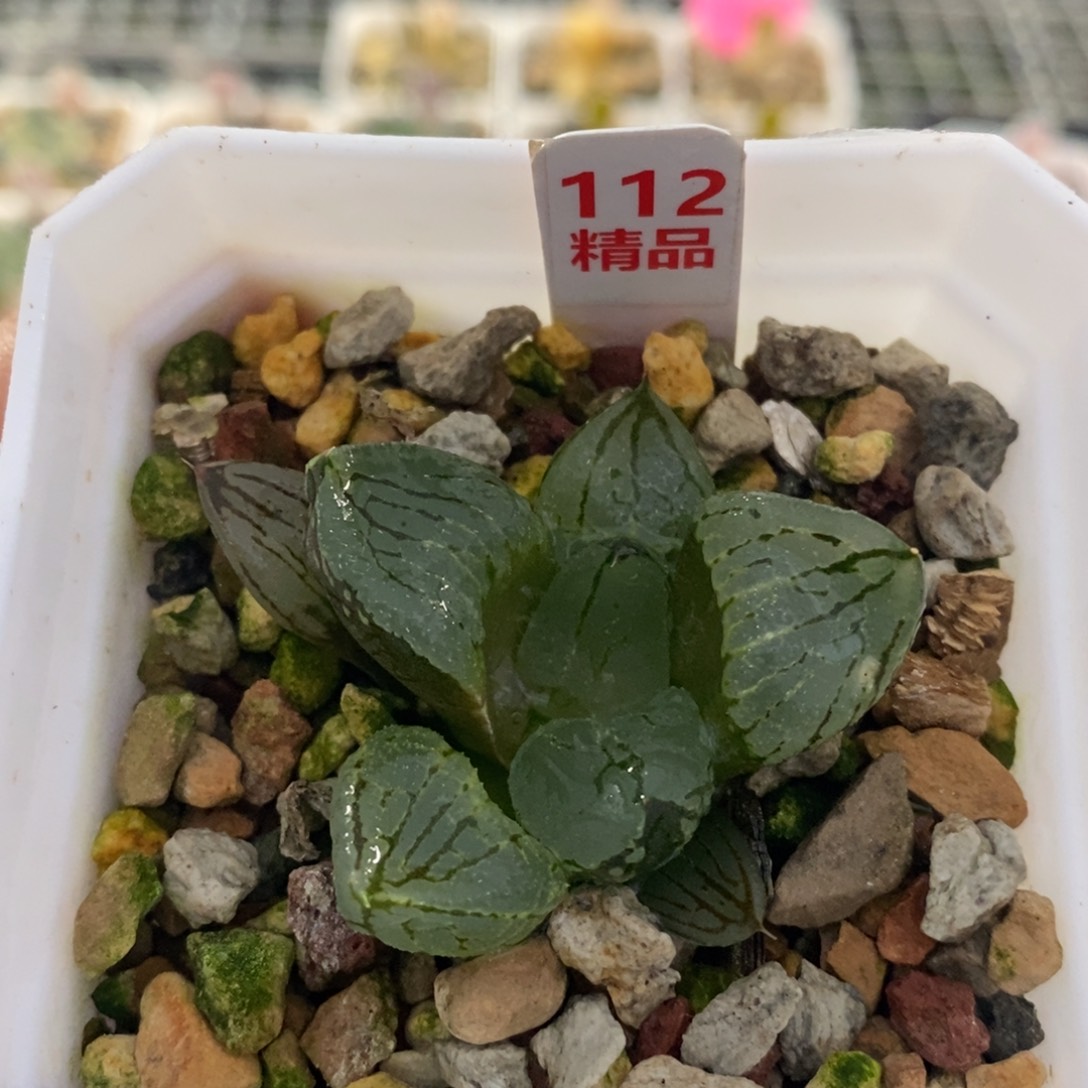 112虞美人十二卷多肉