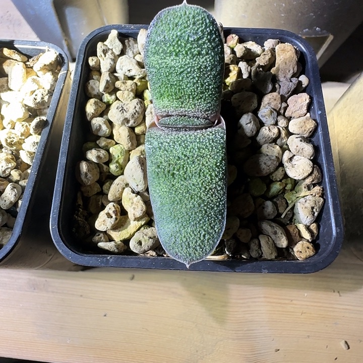 新年特价福利黑莺