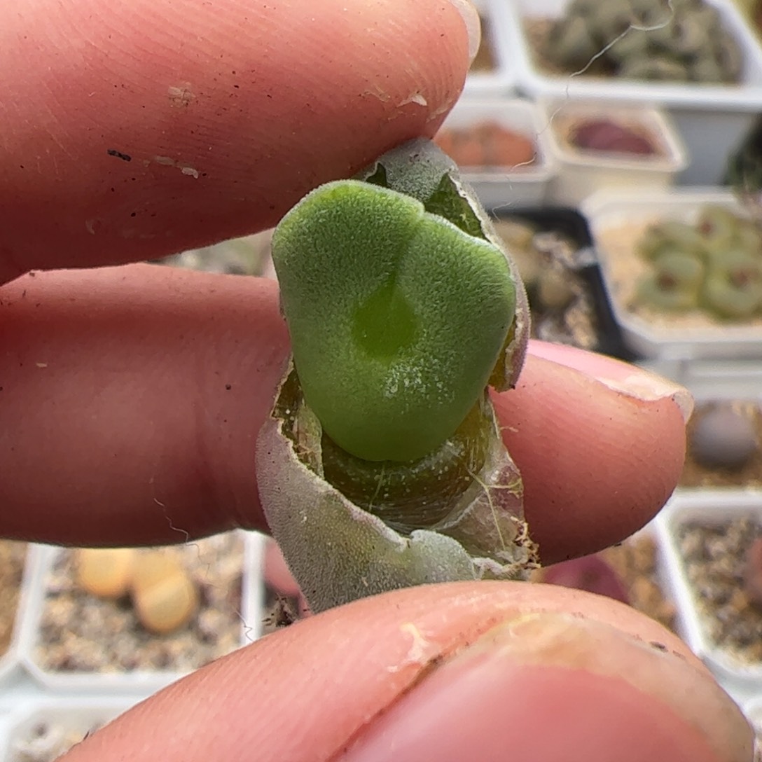 0344号大眼空蝉 多肉植物