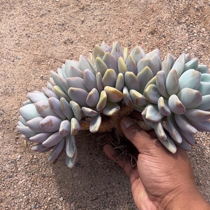 桃梦朵朵树无砍自然群