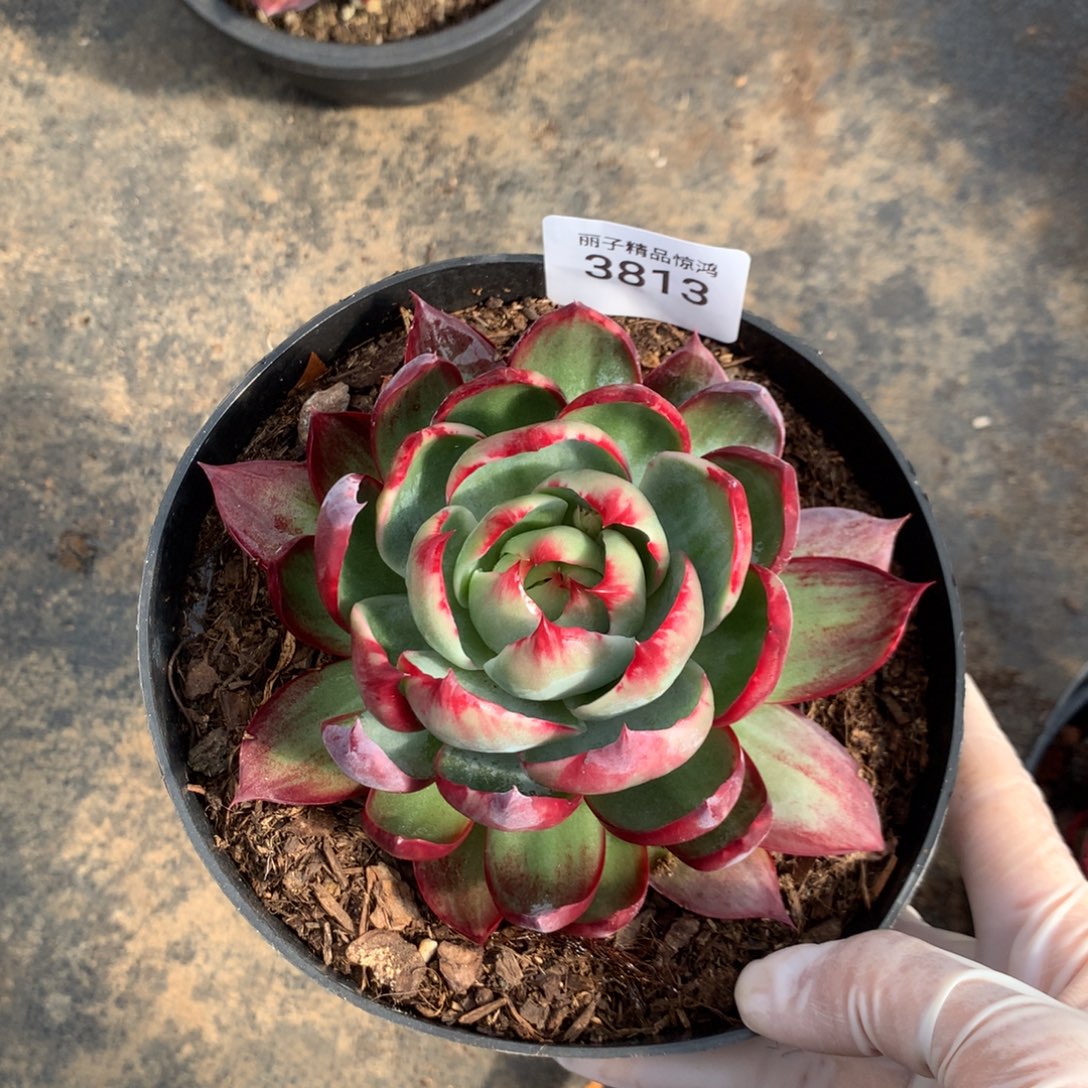 平***福3813一物一拍13厘米