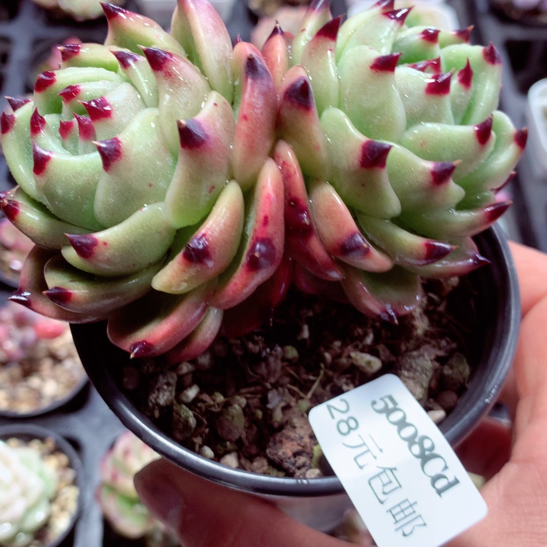 5厘米盆精控多肉5008