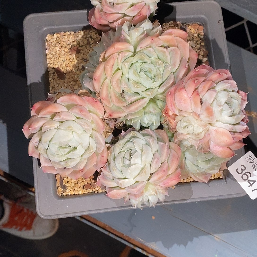 叶***D3647下播福利，16厘米