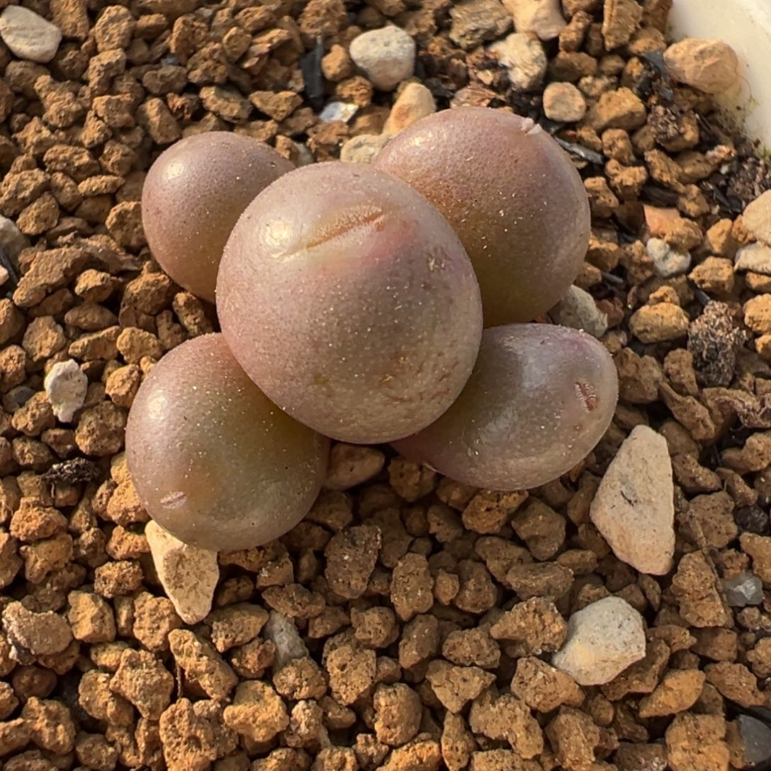 紫葡萄多肉植物盆栽植物