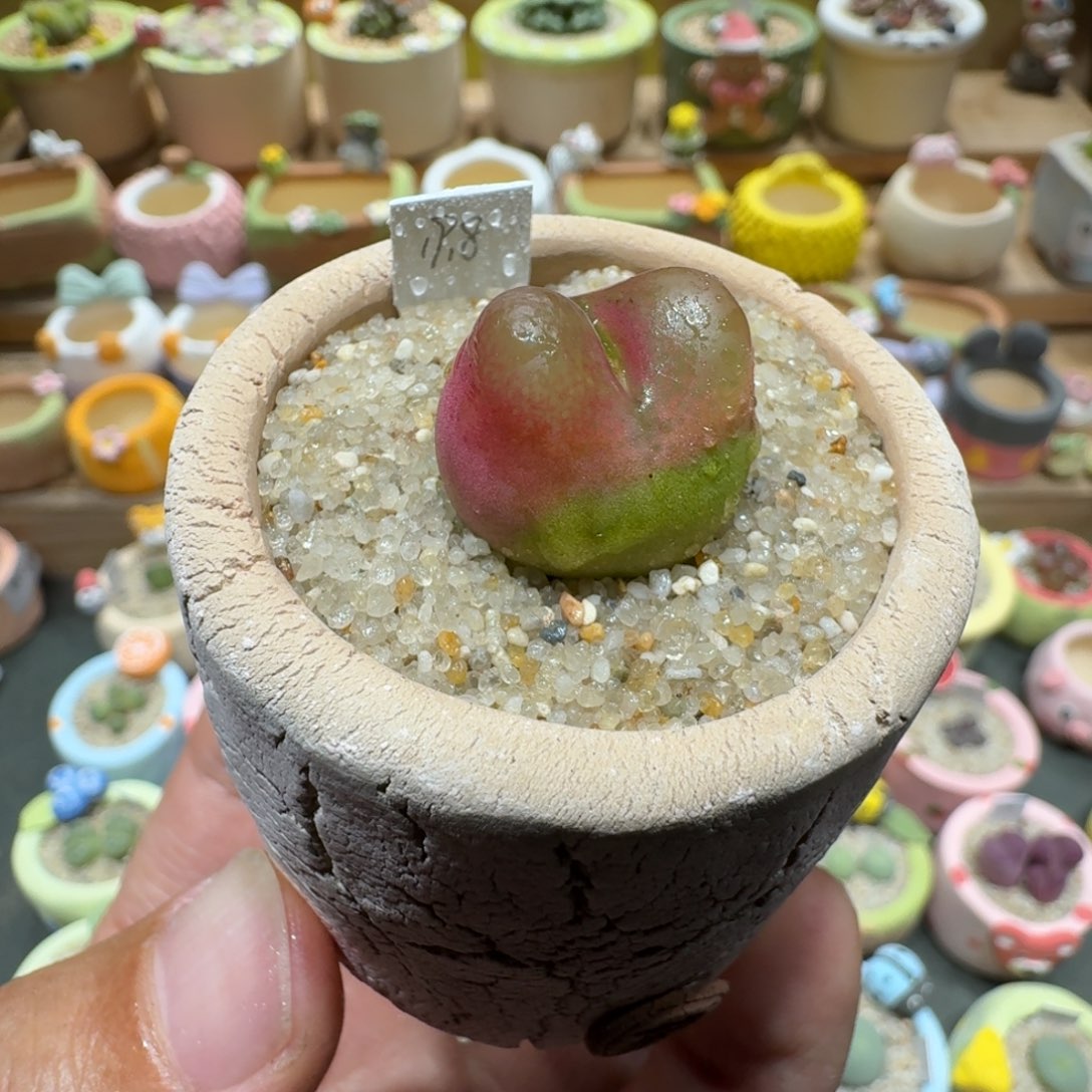 蘑菇1048毛汉尼多肉植物